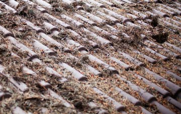 Cats Common roof cleaning companies